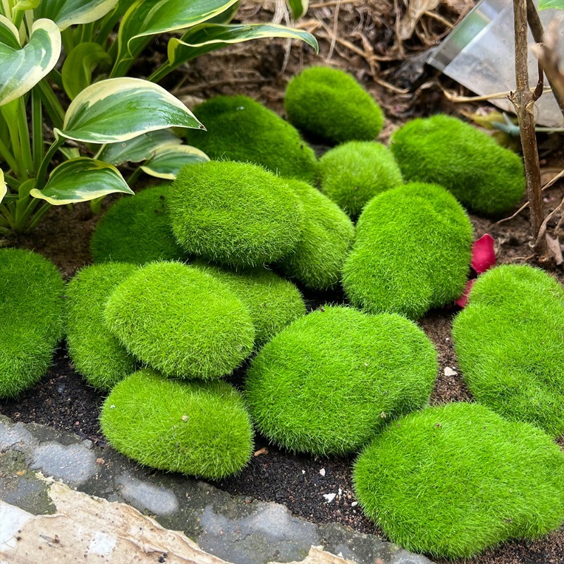 5/30pcs Simulation Moss Stone  - Sphagnum Moss Dry 评论和价格