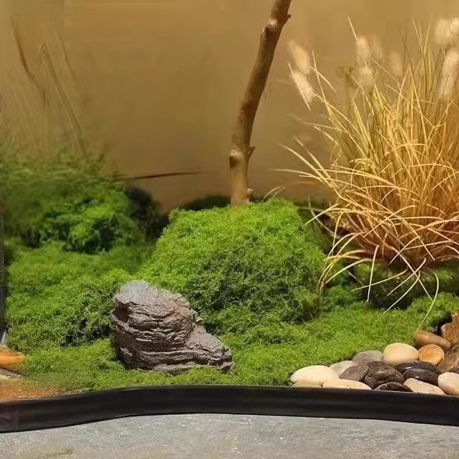 200g Eternal Life Moss DIY Cra - Sphagnum Moss Dry 评论和价格