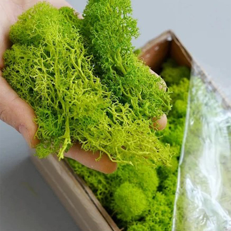 100/200/500g Eternal Life Moss - Sphagnum Moss Dry 评论和价格