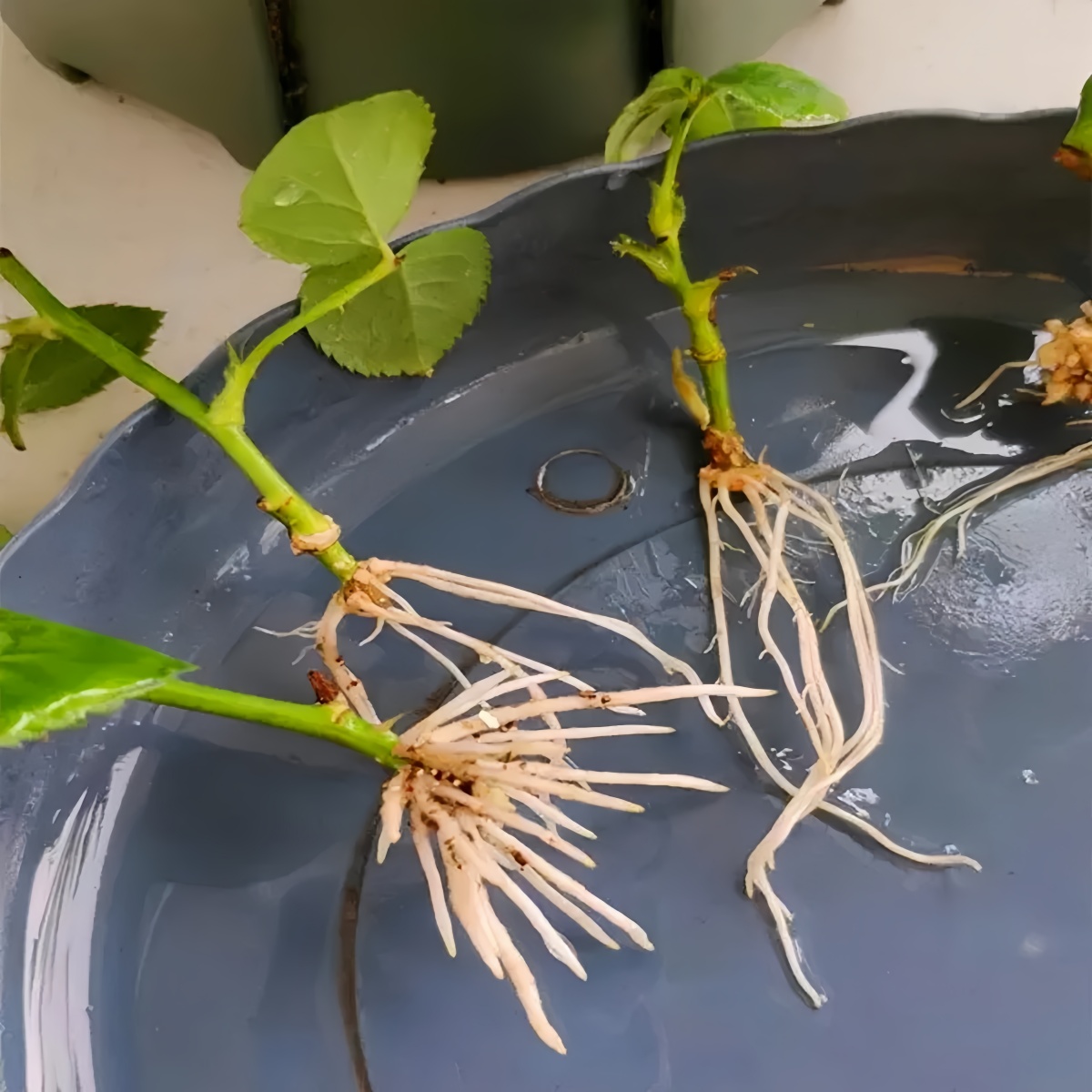 3-indoleacetic Acid IAA Auxina - Rooting Hormone Powder 评论和价格